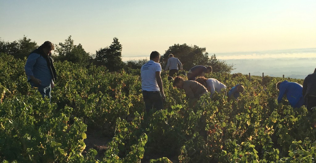 vendanges8 Moulin à Vent Pierre de Lune