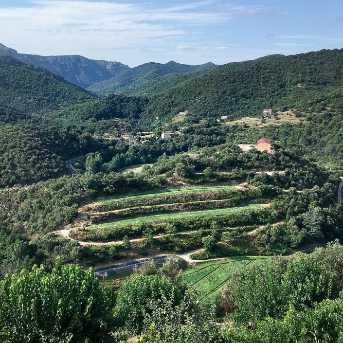 AOP Oignon doux des Cévennes Terrasses de culture pour l'oignon doux des cévennes AOP